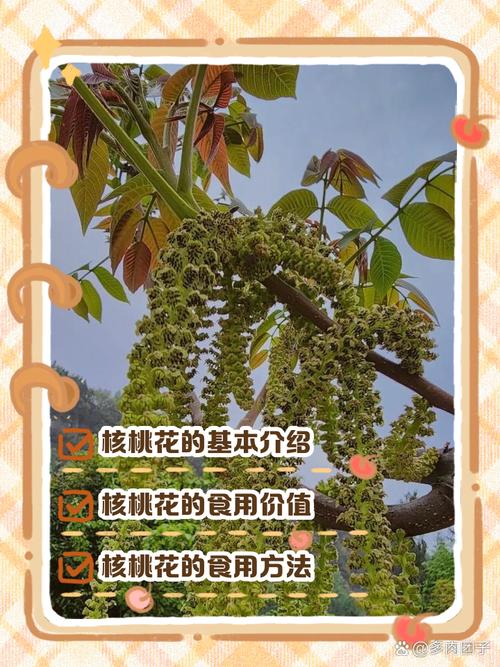 核桃树开花时间全解析:4月-5月盛花期与促花促果指南 促花促果养护步骤(操作细节)