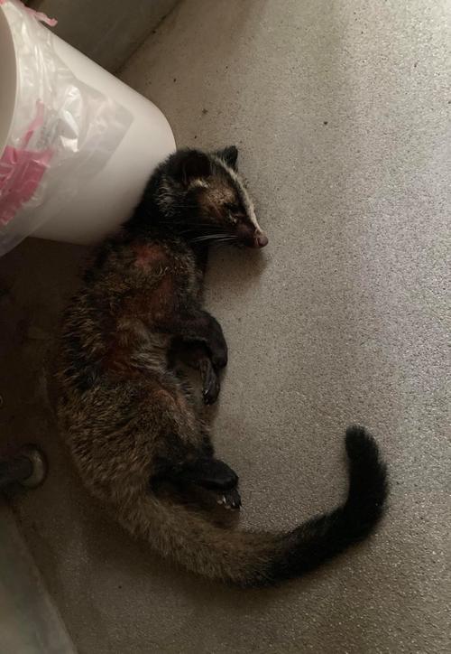 园艺种植必知:果子狸种苗价格与防护全攻略 园艺种植必知:果子狸种苗价格与防护全攻略