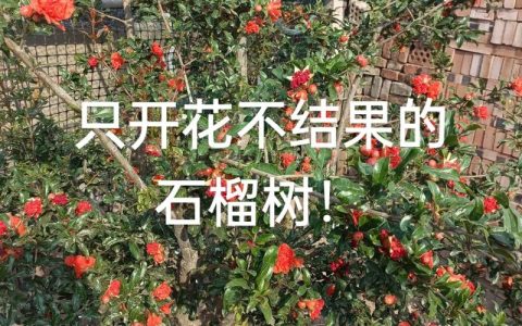 石榴只开花不结果怎么办？促花保果全攻略