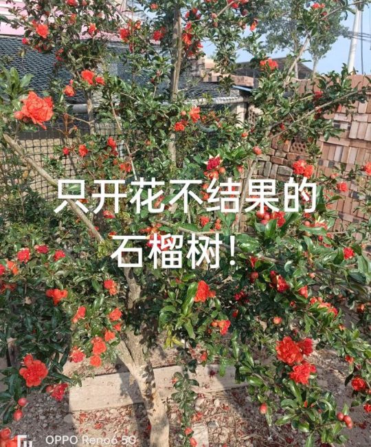 石榴只开花不结果怎么办？促花保果全攻略
