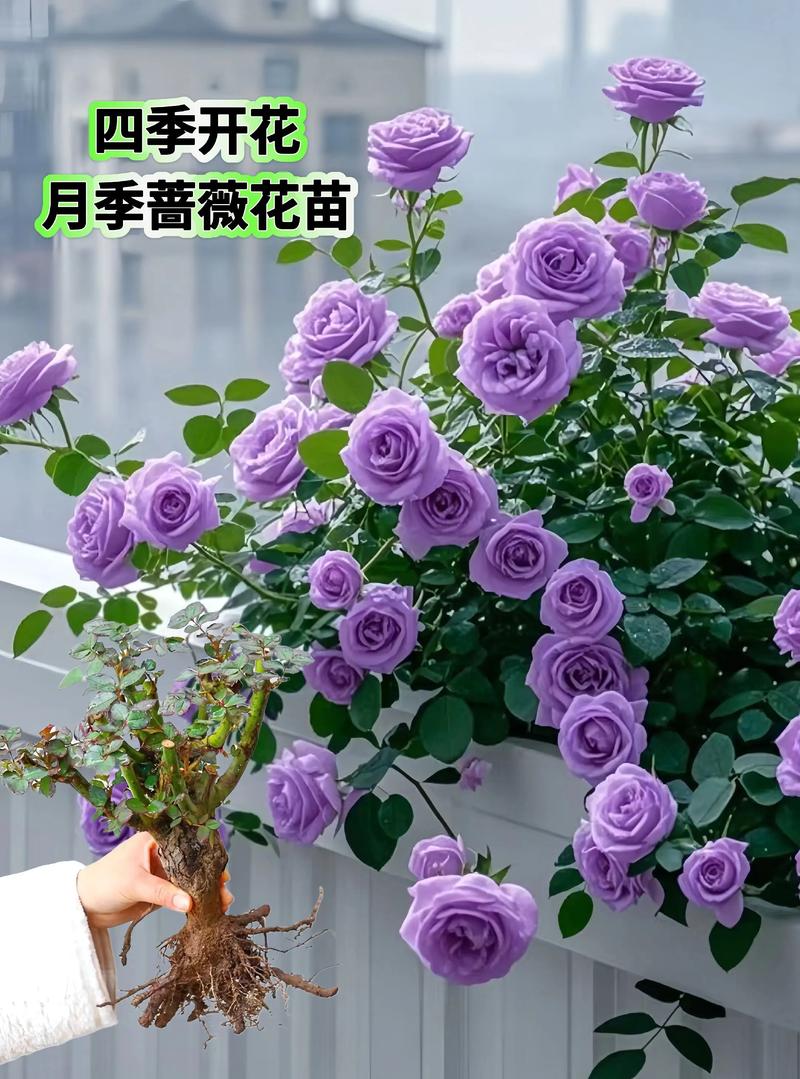 爬藤月季什么品种好?四大经典品种多维对比与选品指南 选品终极建议