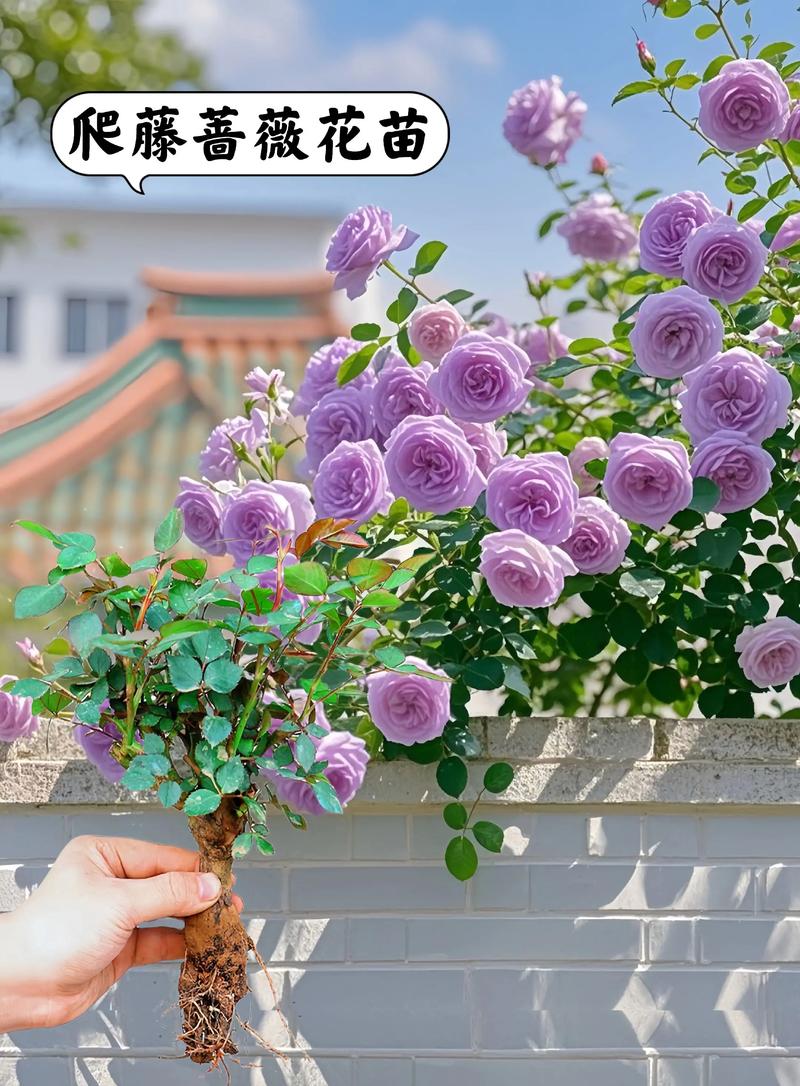 爬藤月季什么品种好?四大经典品种多维对比与选品指南 FAQ
