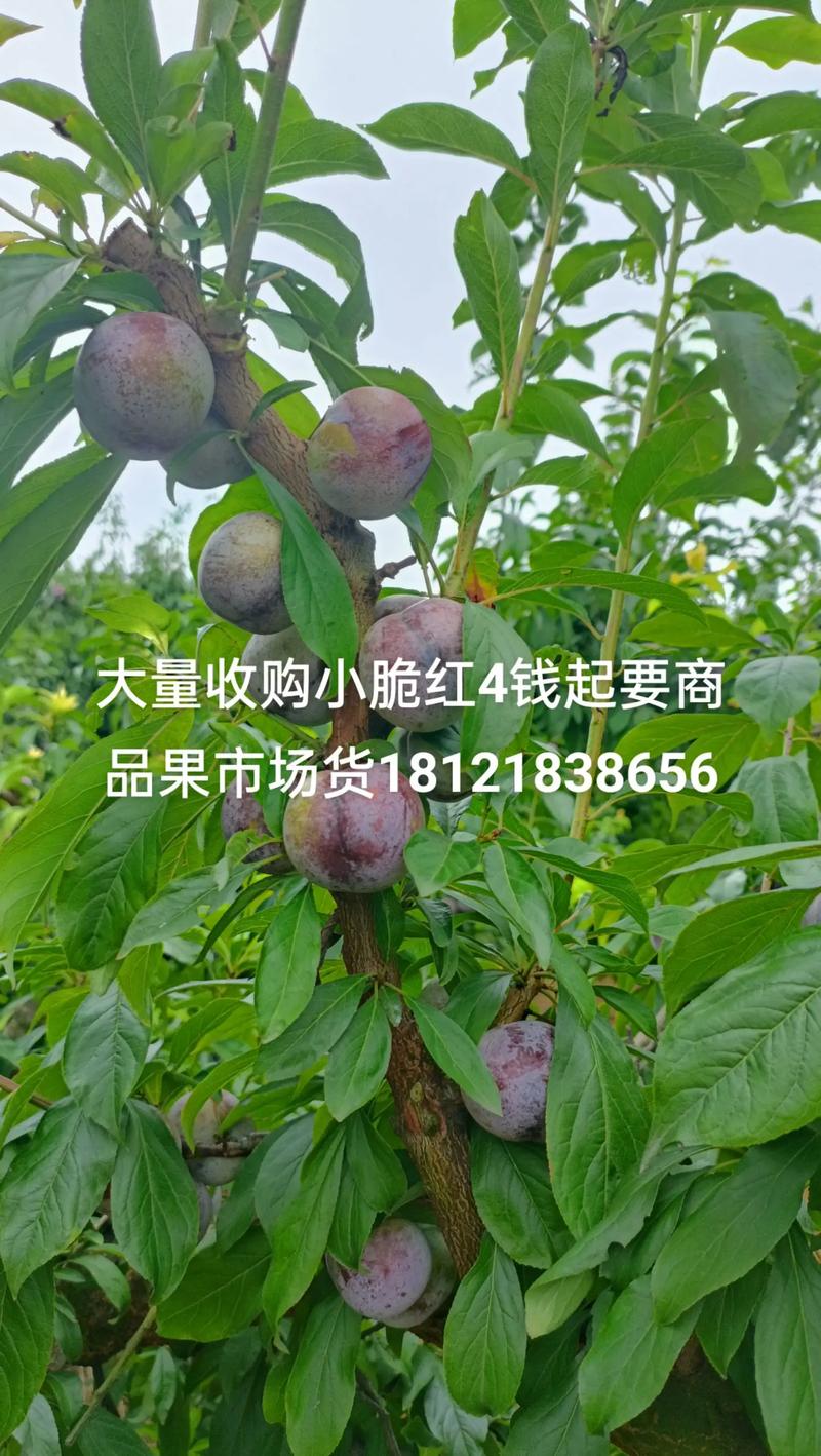 脆红李适种地区明确，结果年限与产量数据精准