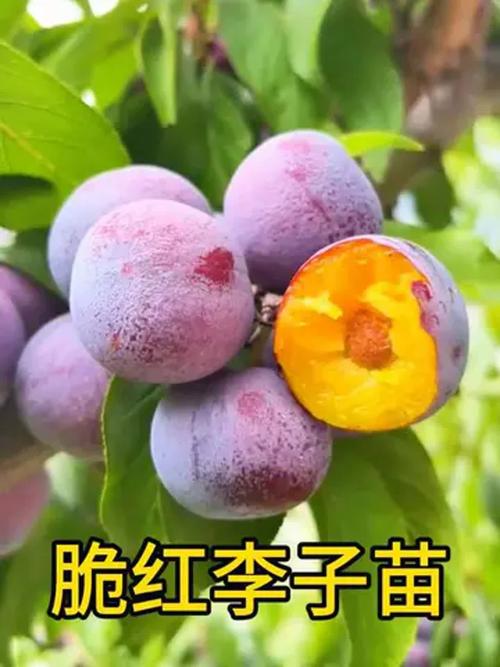 脆红李自花结实，无需配置授粉树