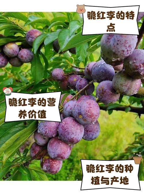 栽种关键要点：定植与修剪直接影响前期生长