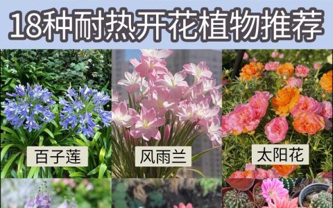 夏天适合种什么花？5种耐热好养的花卉推荐及种植指南