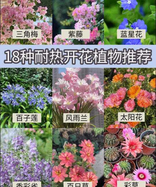 夏天适合种什么花？5种耐热好养的花卉推荐及种植指南