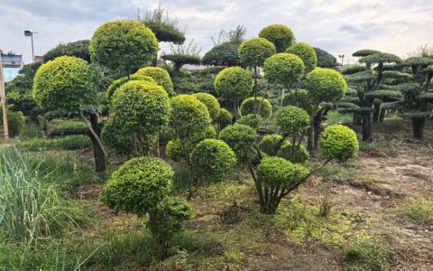 亮晶女贞造型树价格是多少？规格、造型、采购量影响报价