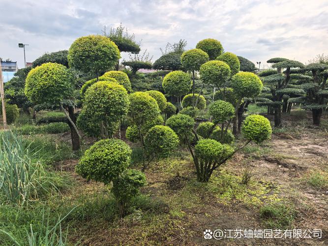 亮晶女贞造型树价格是多少？规格、造型、采购量影响报价
