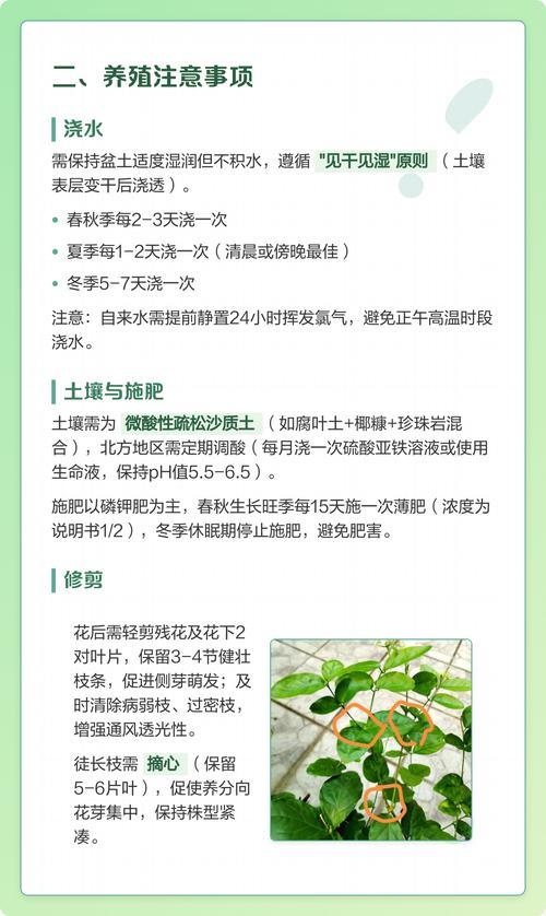 二、室内盆栽茉莉花的具体养护方案