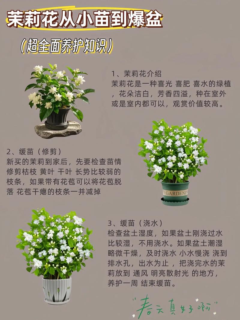 三、关于茉莉花的传统寓意
