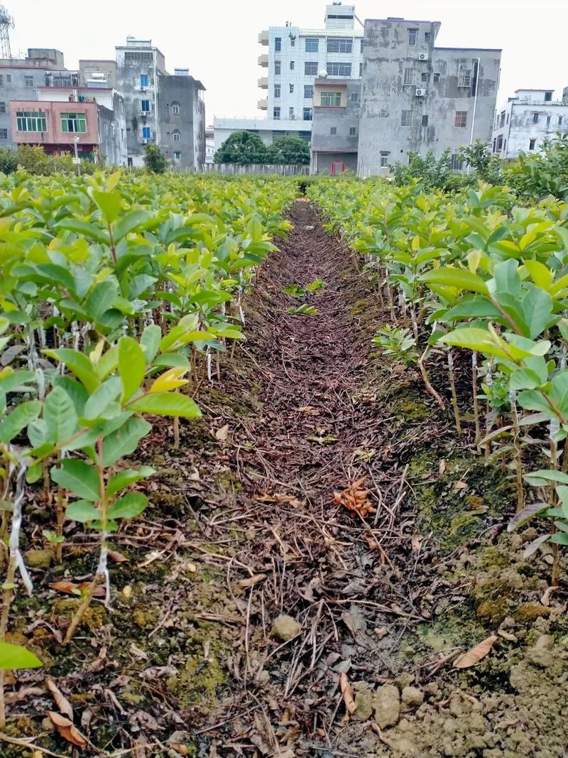 哪里买各种果树苗?2026年采购渠道评估与质量核查指南 第三步:根系状态评估与运输装车方案核查