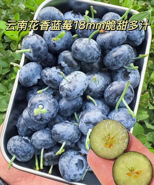 花香蓝莓 vs F6蓝莓：哪个品种更适合你的家庭果园？