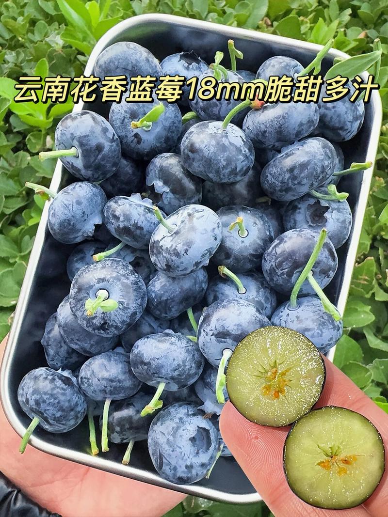 花香蓝莓 vs F6蓝莓:哪个品种更适合你的家庭果园? 花香蓝莓 vs F6蓝莓:哪个品种更适合你的家庭果园?