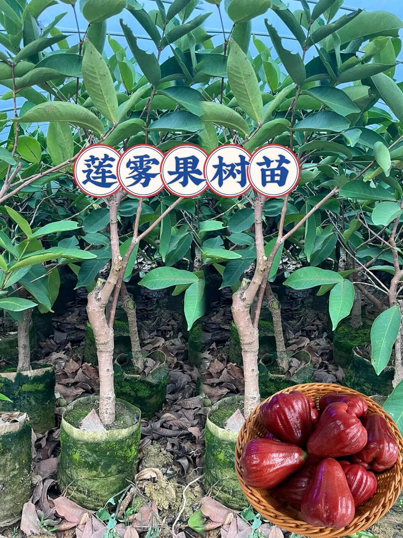 果树苗可以快递吗?——2026年网购苗木全流程指南与避坑实操手册 定植环节必须遵循“深穴浅栽、浇透水、覆地膜”7个关键步骤