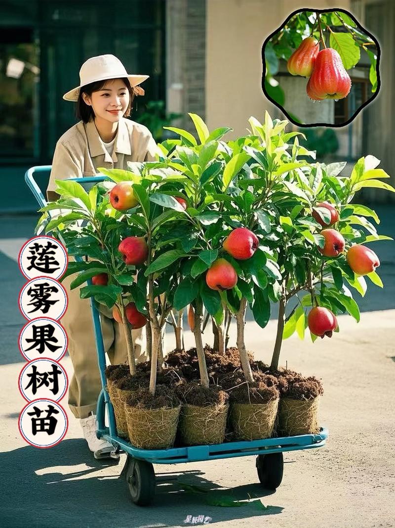 果树苗可以快递吗?——2026年网购苗木全流程指南与避坑实操手册 不同品种的快递后定植策略差异(以苹果、桃、柑橘为例)