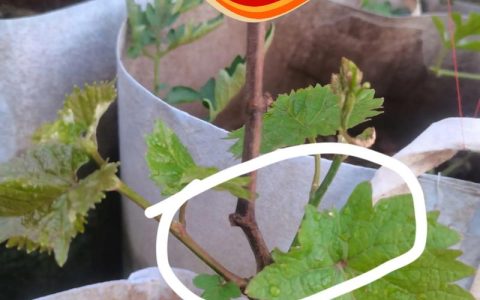 葡萄树新芽需要修剪吗？家庭种植修剪指南与养护全攻略