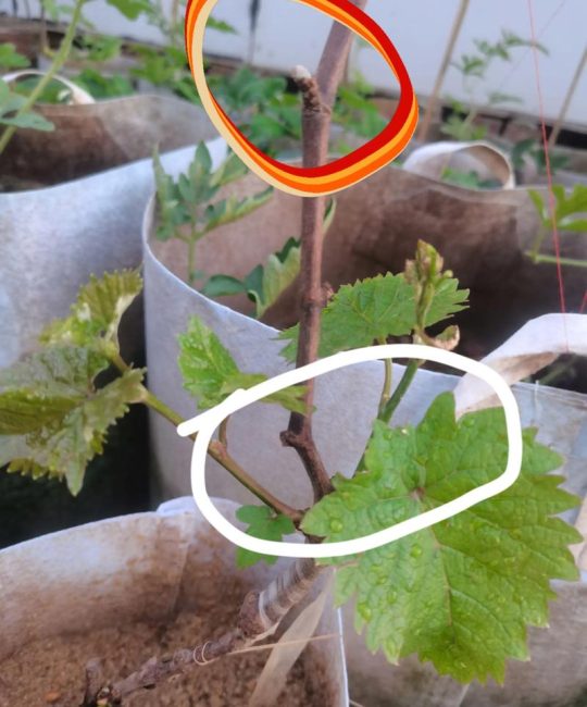 葡萄树新芽需要修剪吗？家庭种植修剪指南与养护全攻略