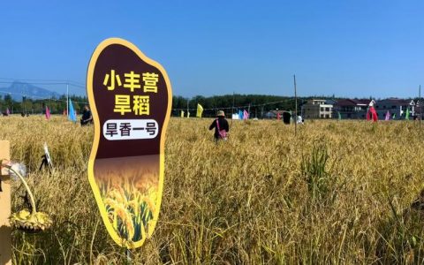 旱稻亩产量一般多少斤？2026年高产种植技术解析
