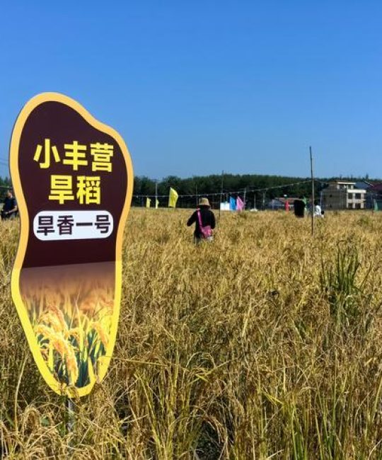 旱稻亩产量一般多少斤？2026年高产种植技术解析