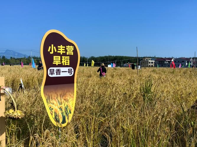 旱稻亩产量一般多少斤？2026年高产种植技术解析