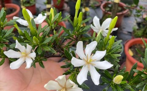 山枝花与栀子花区别大揭秘：花色、习性全对比，新手选对不踩雷