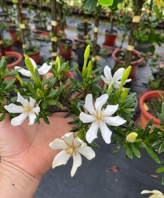山枝花与栀子花区别大揭秘：花色、习性全对比，新手选对不踩雷