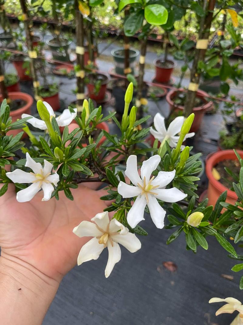 山枝花与栀子花区别大揭秘:花色、习性全对比,新手选对不踩雷 山枝花与栀子花区别大揭秘:花色、习性全对比,新手选对不踩雷