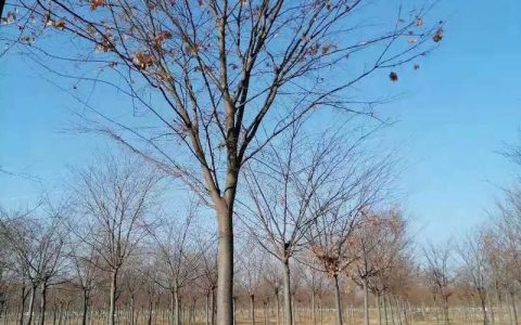 榉树在北方能适应吗？耐寒分区、种植要点与南北差异化养护指南