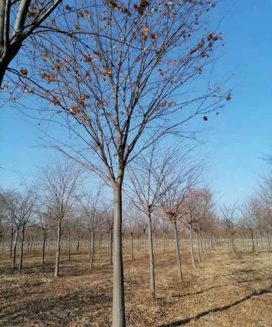 榉树在北方能适应吗？耐寒分区、种植要点与南北差异化养护指南