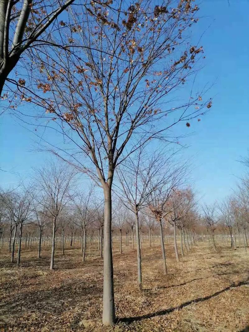 榉树能在北方种，但“北方”也要分区看
