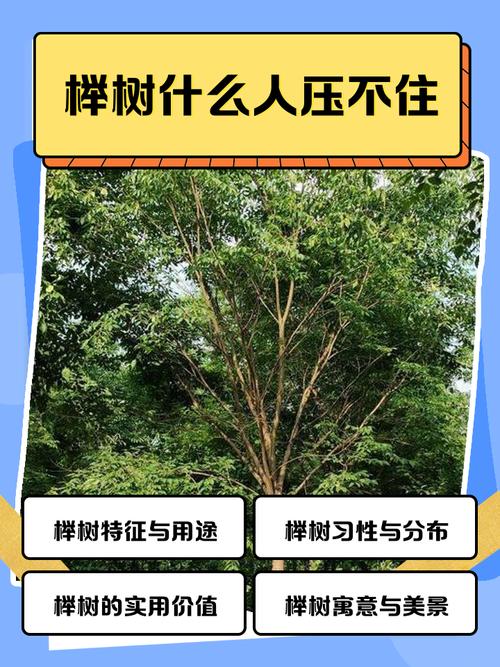 榉树的生长习性与耐寒表现