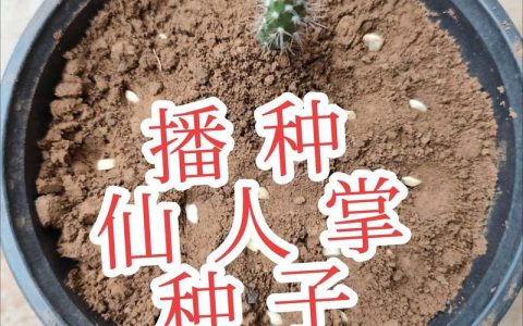 新花种子能直接种吗？园艺新手必知的播种技巧