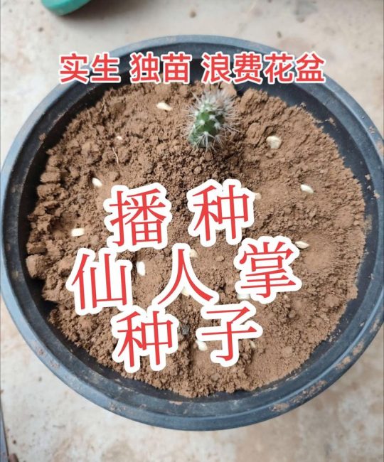 新花种子能直接种吗？园艺新手必知的播种技巧