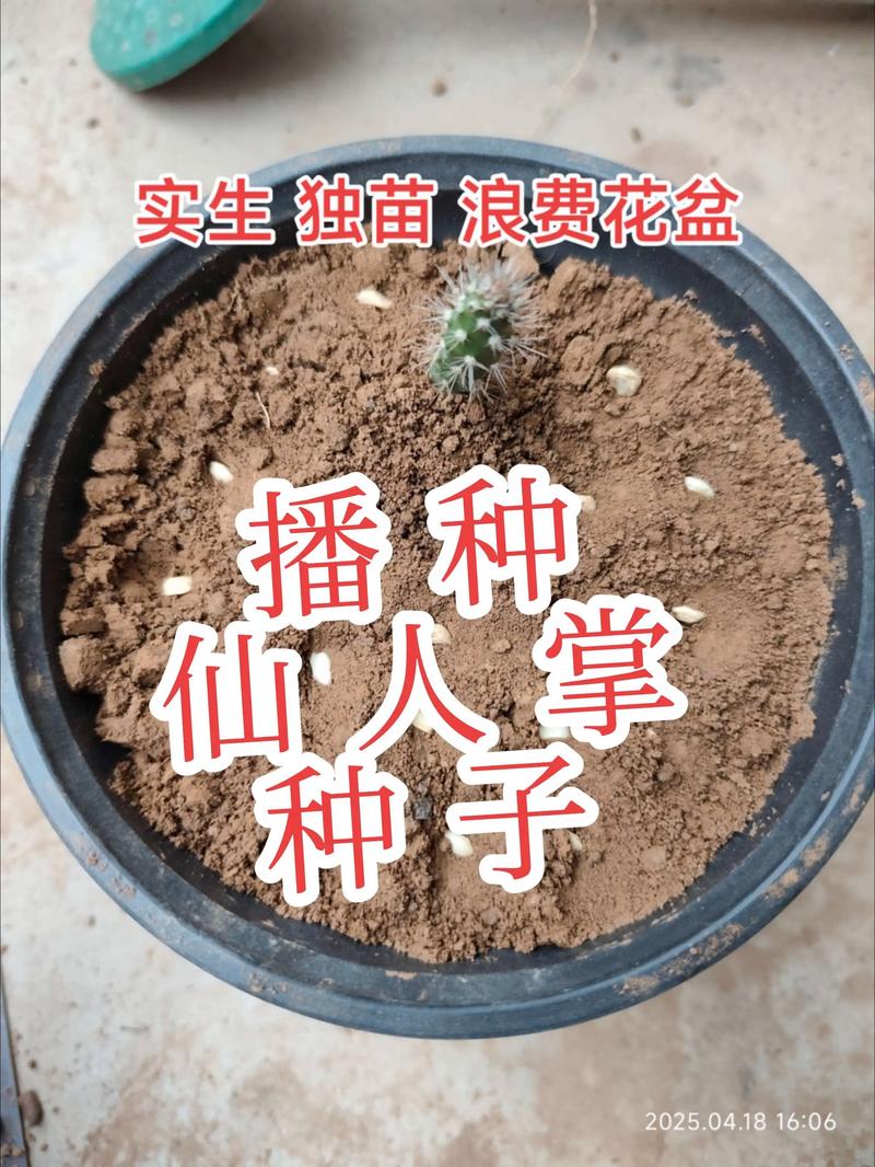 新花种子能直接种吗？揭开播种前的关键步骤