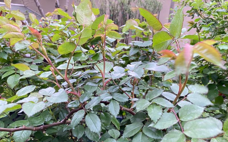 月季花长盲枝是怎么回事?一文读懂成因与修剪促花全攻略 品种基础档案