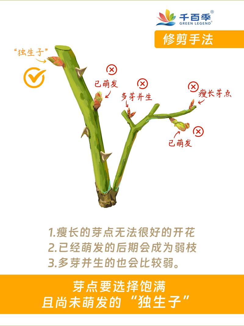 月季花长盲枝是怎么回事?一文读懂成因与修剪促花全攻略 月季盲枝,核心是解决“光、水、肥”三件事
