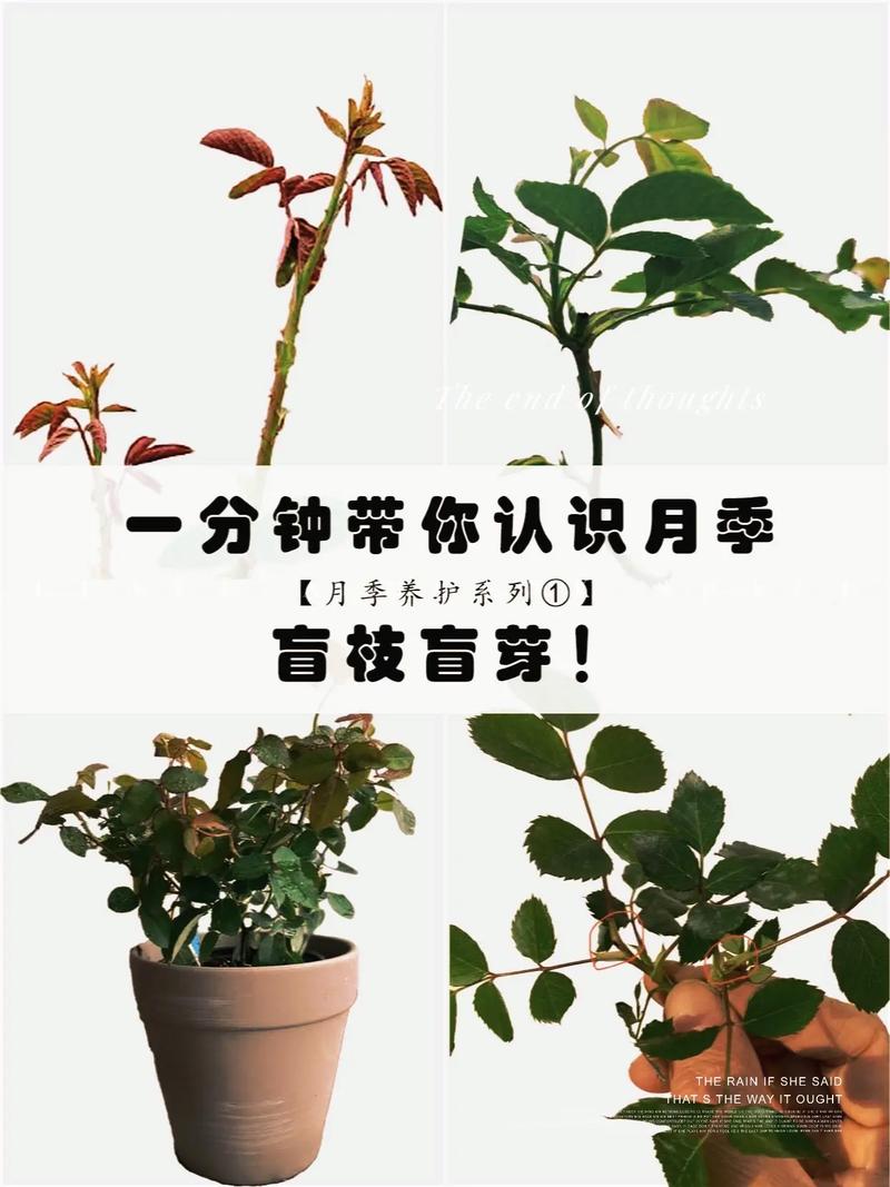 月季花长盲枝是怎么回事?一文读懂成因与修剪促花全攻略 光照与水肥精准方案
