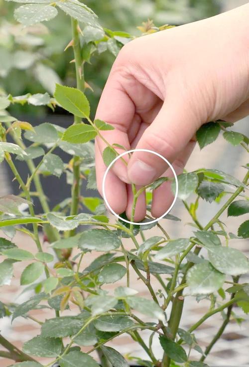 月季花长盲枝是怎么回事?一文读懂成因与修剪促花全攻略 盆栽/地栽选择决策
