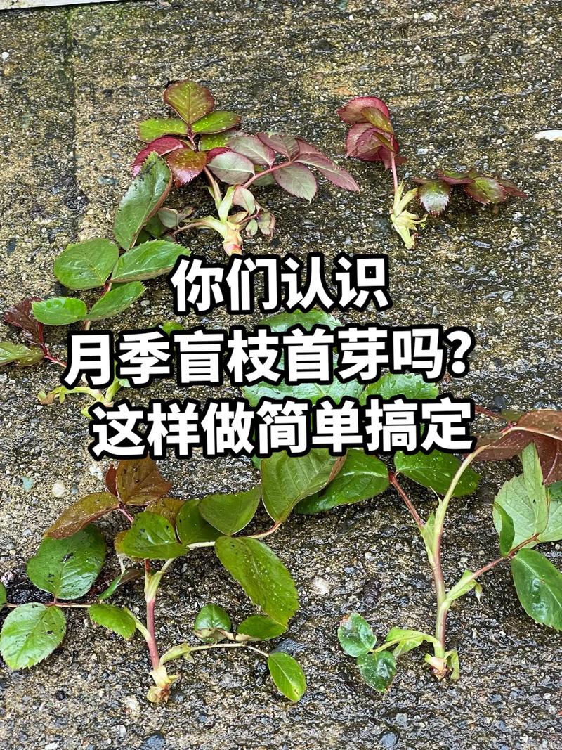 月季花长盲枝是怎么回事?一文读懂成因与修剪促花全攻略 常见误区与纠正