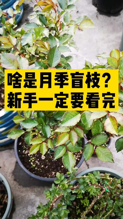 月季花长盲枝是怎么回事?一文读懂成因与修剪促花全攻略 FAQ