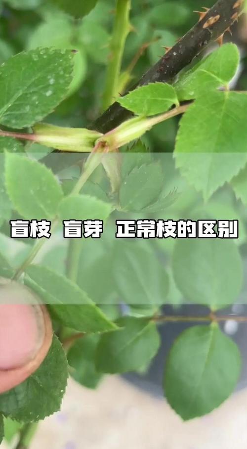 月季花长盲枝是怎么回事?一文读懂成因与修剪促花全攻略 总结:减少月季盲枝的3个核心执行动作