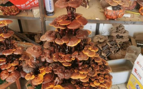 灵芝室内种植技术指南：家庭栽培条件与操作步骤