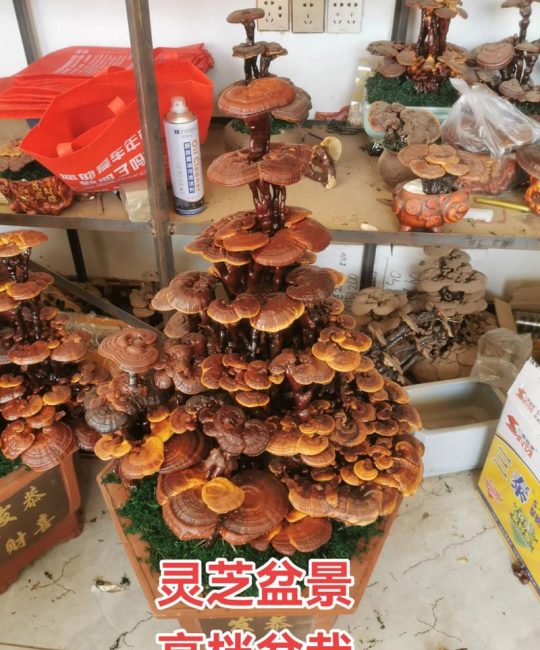 灵芝室内种植技术指南：家庭栽培条件与操作步骤