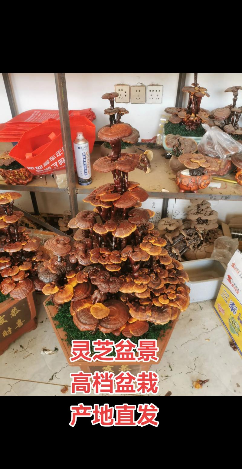 灵芝室内种植技术指南:家庭栽培条件与操作步骤 灵芝室内种植技术指南:家庭栽培条件与操作步骤