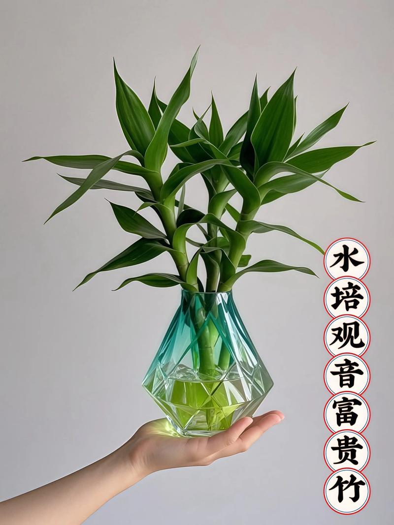 富贵竹不是水生植物,但能长期水培:关键养护参数与景观应用指南 从选购到越冬的操作步骤:精确控制四个关键环节