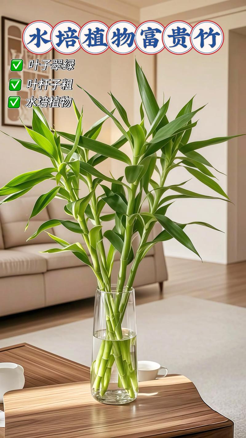 富贵竹不是水生植物,但能长期水培:关键养护参数与景观应用指南 水培水质、水位与容器推荐清单:执行参数必须精确
