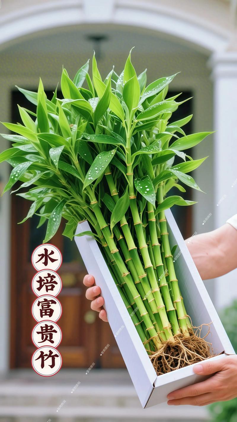富贵竹不是水生植物,但能长期水培:关键养护参数与景观应用指南 常见错误:概念混淆是高失败率根源