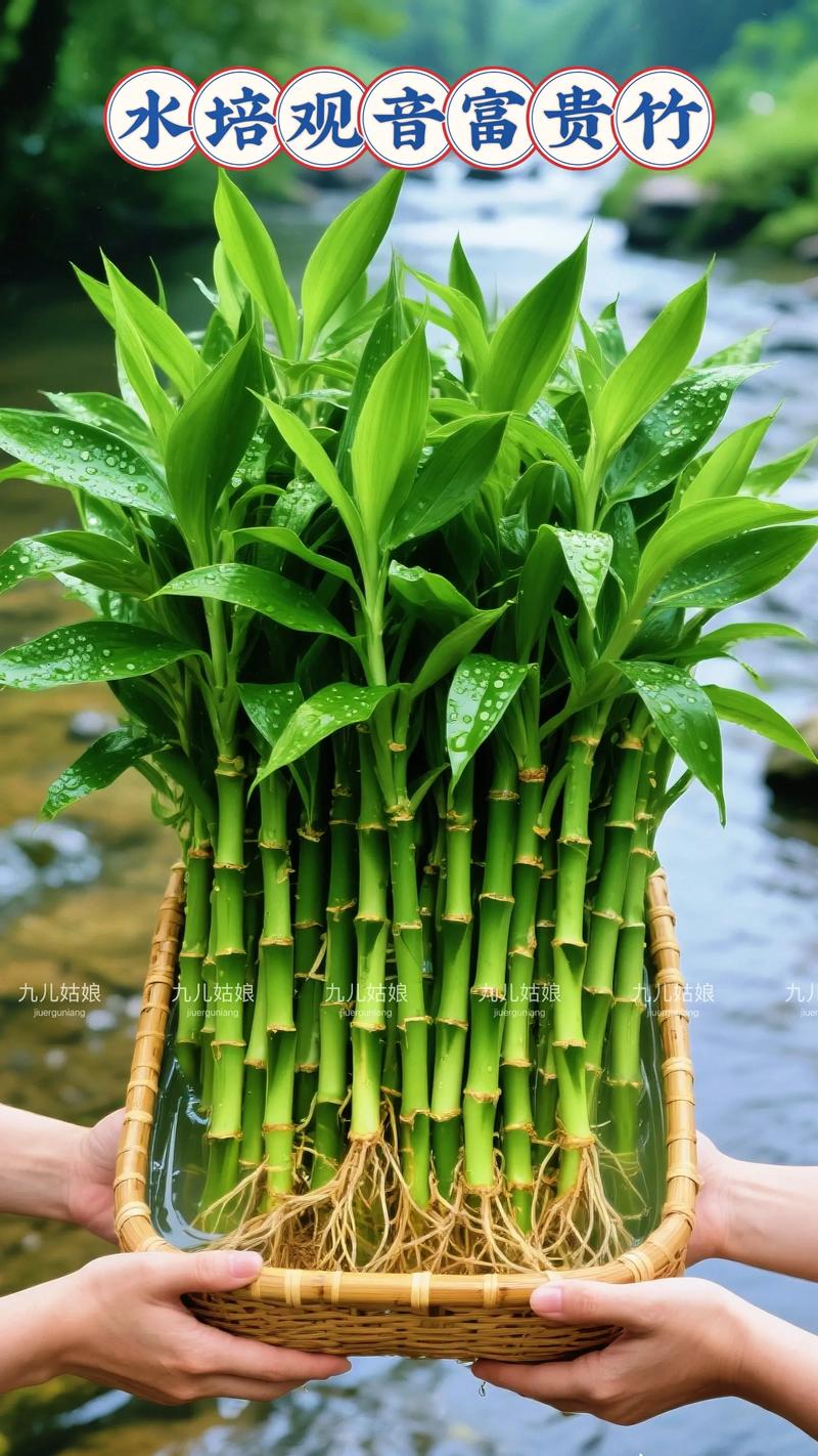 富贵竹不是水生植物,但能长期水培:关键养护参数与景观应用指南 常见问题 FAQ