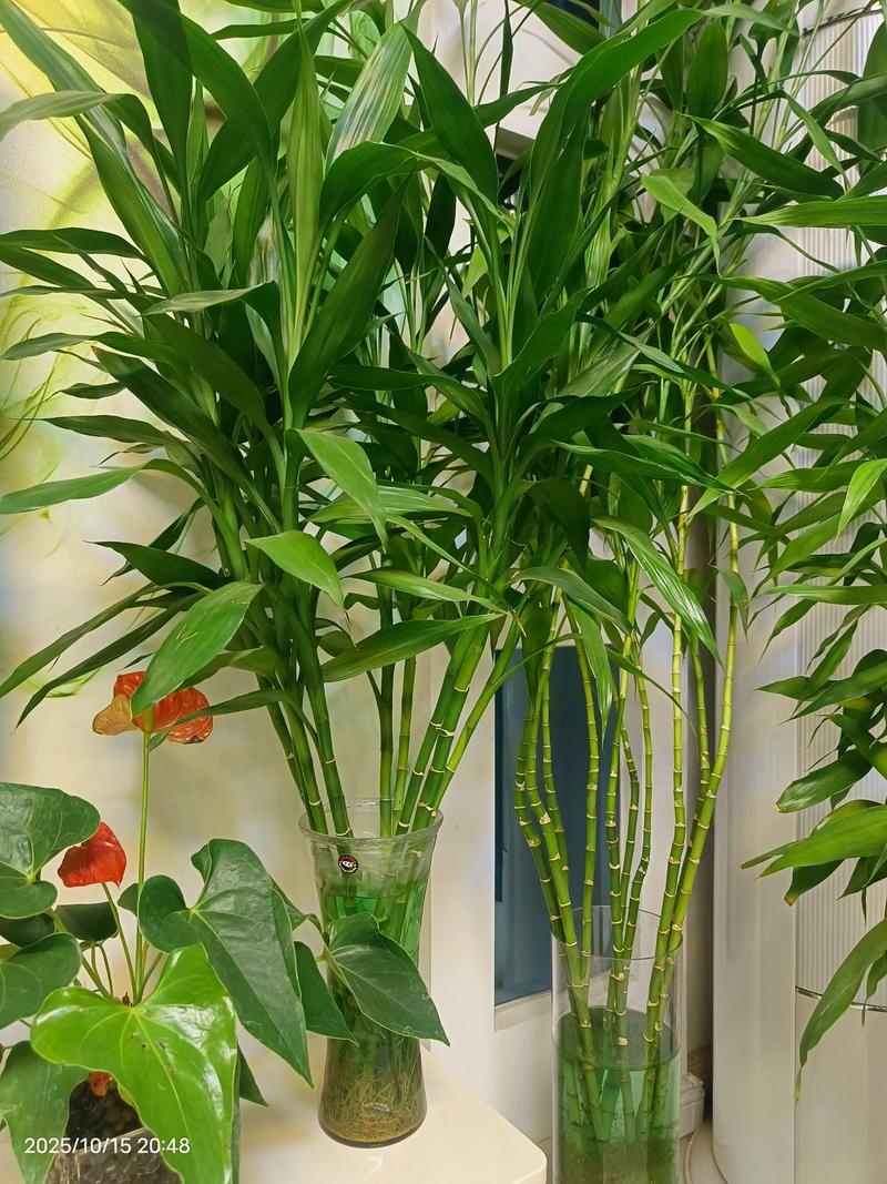 富贵竹不是水生植物,但能长期水培:关键养护参数与景观应用指南 快速诊断:叶片异常对应原因
